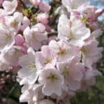 Prunus Akebono - blooms