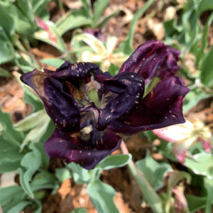 Tulip Bulb Fungus