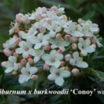 Viburnum.x.burkwoodii-Win.Dunwell