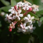 Abelia mosanensis Bridal Bouquet