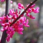 Cercis canadensis Appalachia Red