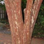 Lagerstroemia bark
