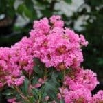 Lagerstroemia indica Blooms