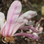 Magnolia x loebneri Leonard Messel