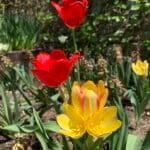 Tulipa Antoinette (2)